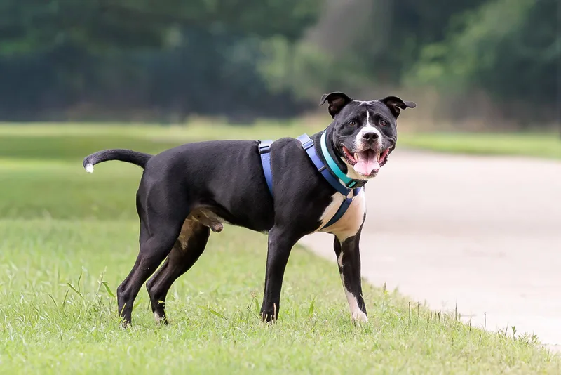 An adult large-sized male Pit Bull Terrier dog named Titus for adoption in McKinney, TX