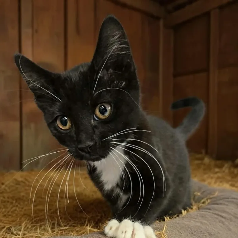A young medium-sized male Black Domestic Short Hair cat named Wendell for adoption in Xenia , OH