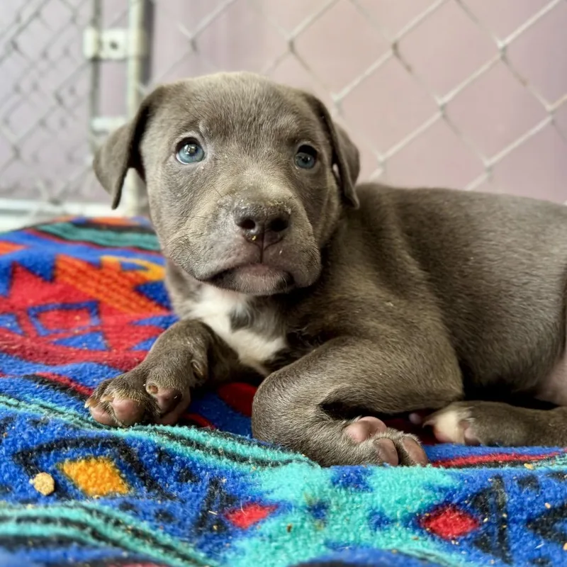 A baby medium-sized female Gray / Blue / Silver Pit Bull Terrier dog named Gingham for adoption in Durham, NC