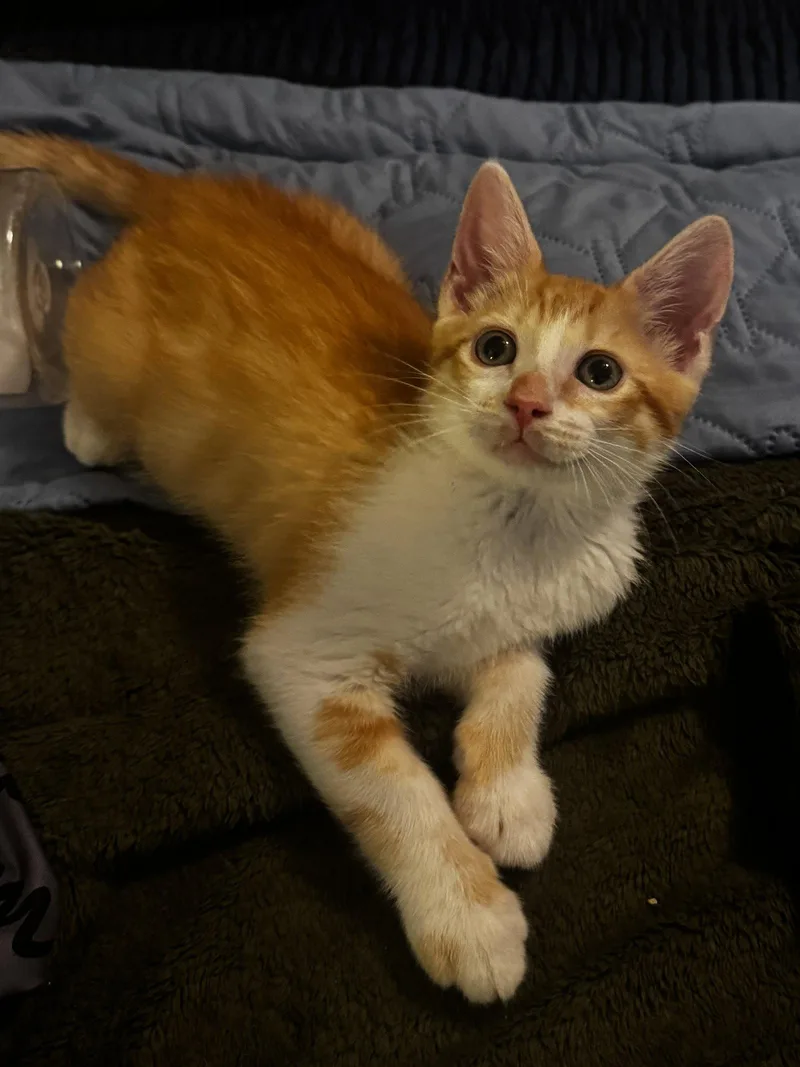 A baby medium-sized male Orange & White Domestic Short Hair cat named Ziggy for adoption in Seal Beach, CA