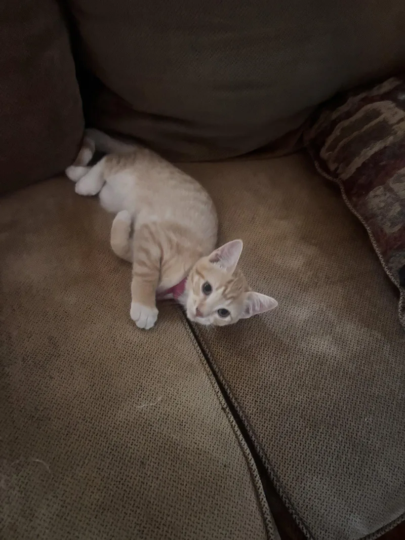 A baby medium-sized female Tabby cat named Monica for adoption in Vacaville, CA