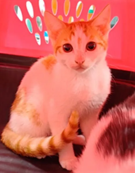 A young small-sized male Domestic Short Hair cat named Arnie for adoption in Santa Maria, CA
