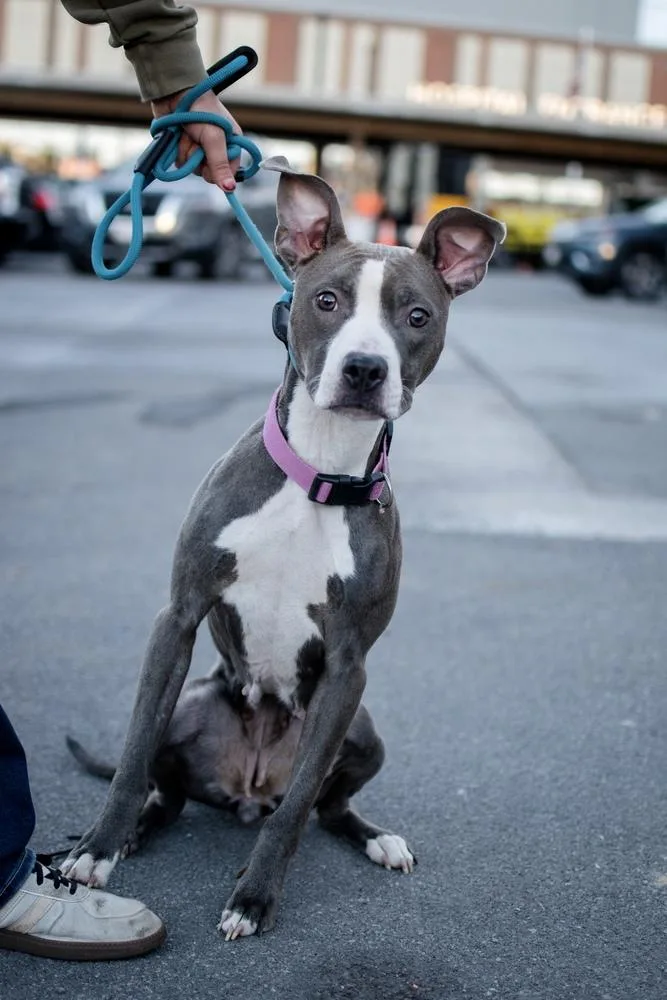 An adult medium-sized female Gray / Blue / Silver Pit Bull Terrier dog named Little Lady for adoption in Frankfort, NY