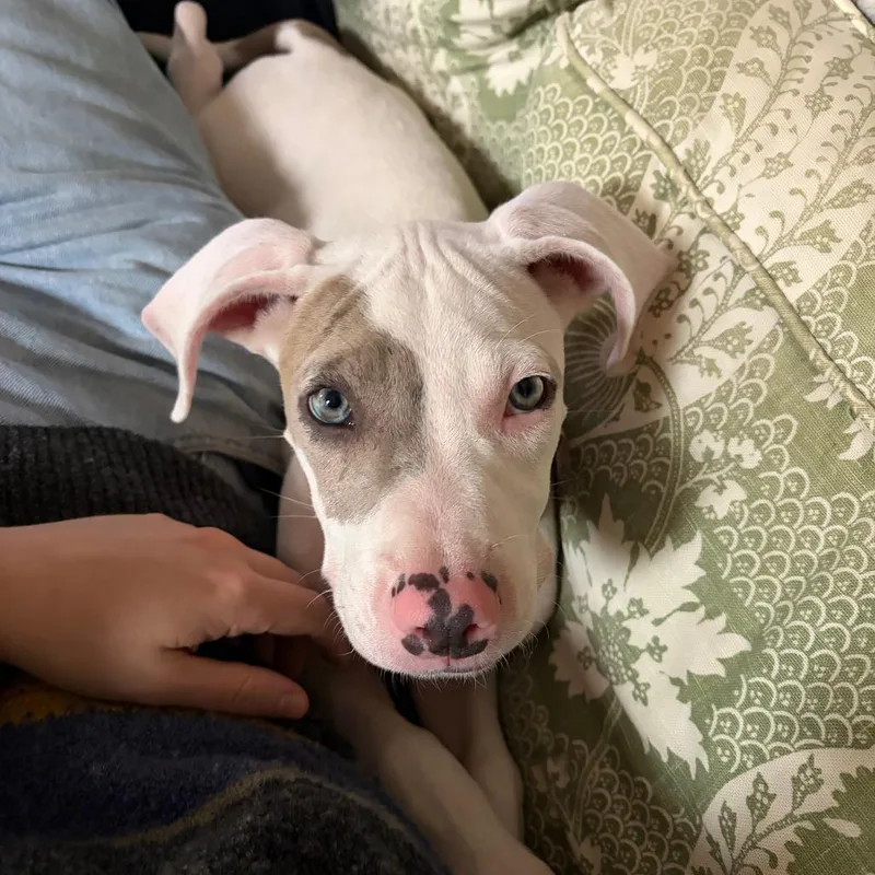 A baby medium-sized female Catahoula Leopard Dog dog named Roni D for adoption in Minnetonka, MN