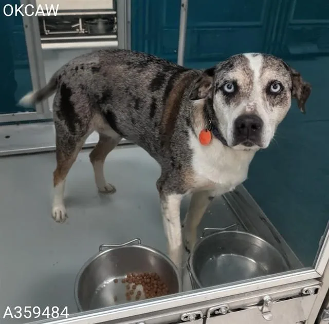 A senior medium-sized female Catahoula Leopard Dog dog named Nova for adoption in Oklahoma City, OK