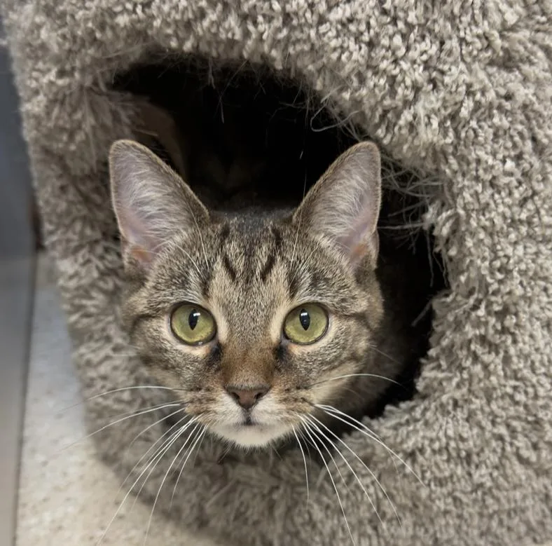 A young small-sized female Tabby (Brown / Chocolate) Domestic Short Hair cat named Kata for adoption in Cincinnati, OH