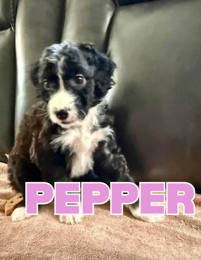 Pepper