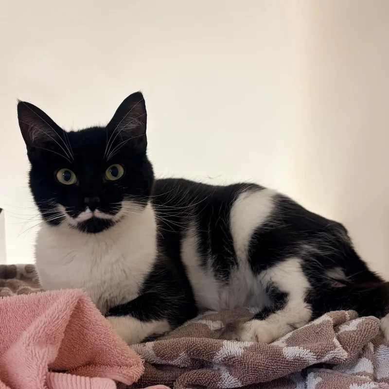 A young medium-sized female Black Domestic Short Hair cat named Smokey for adoption in Harrisonburg, VA