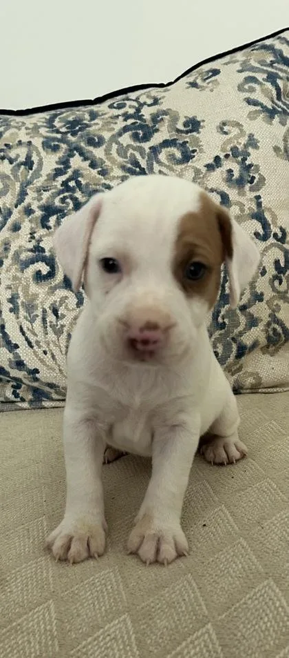 A baby small-sized male Mixed Breed dog named Landry for adoption in Cumming, GA