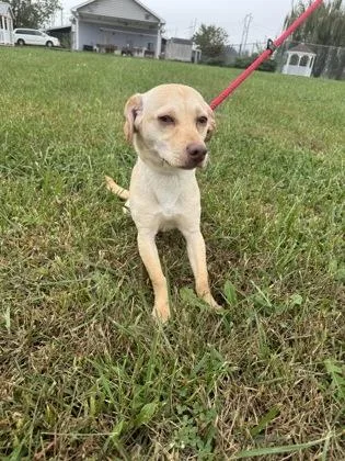An adult small-sized male Mixed Breed dog named Bubbles for adoption in Columbus, IN