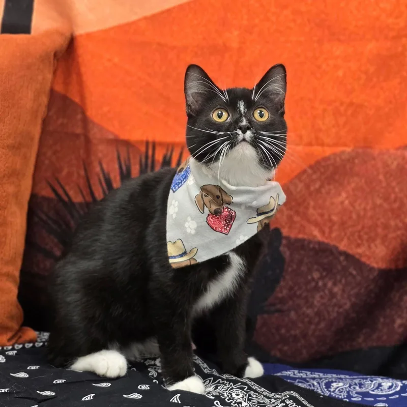 A young medium-sized male Black & White / Tuxedo Domestic Short Hair cat named Garth for adoption in Effingham, IL