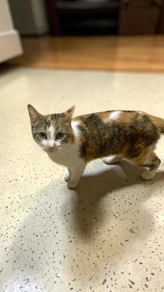 A young medium-sized female Orange & White Domestic Short Hair cat named Millie for adoption in Wilson, NC