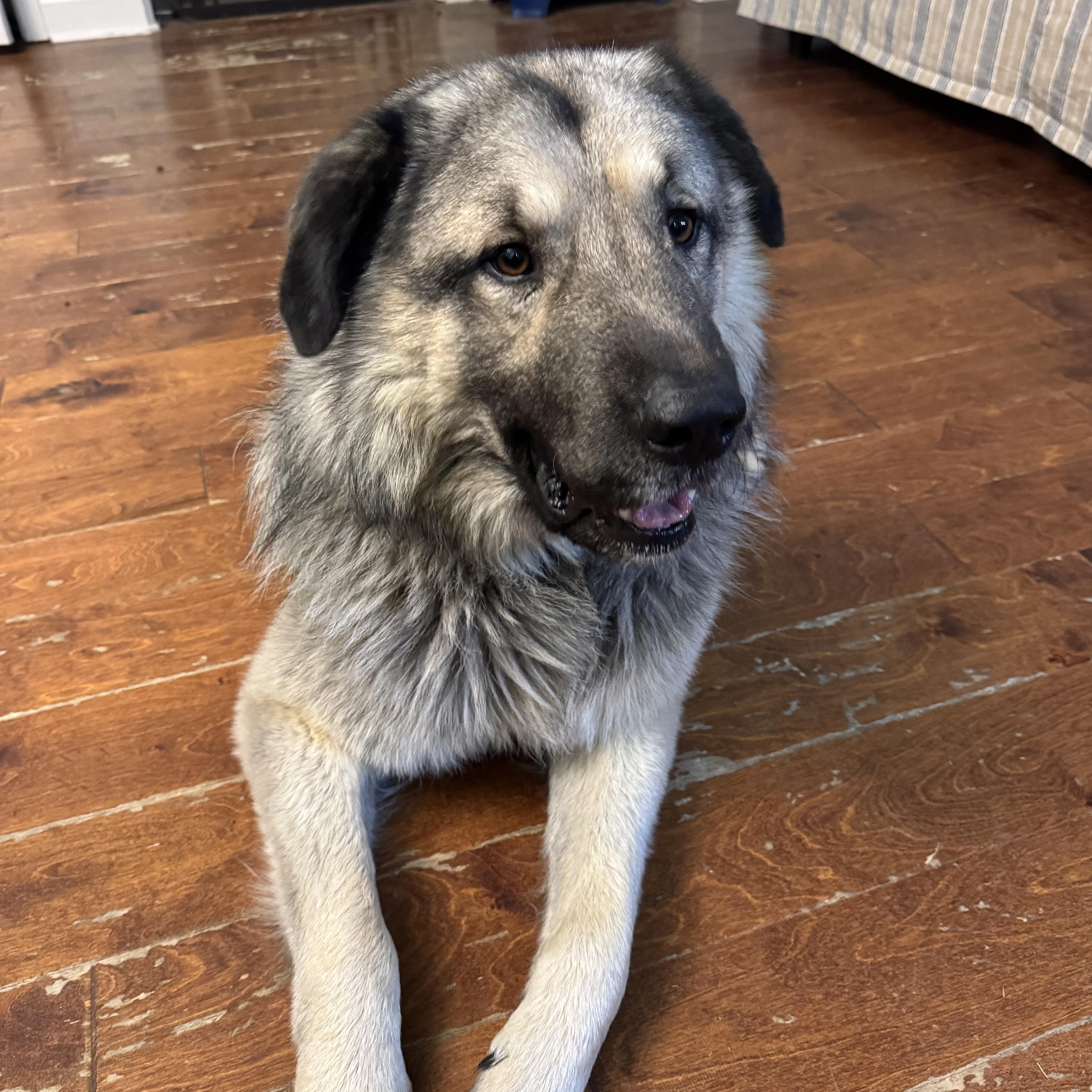 A young large-sized male Anatolian Shepherd dog named Alex for adoption in Memphis, TN