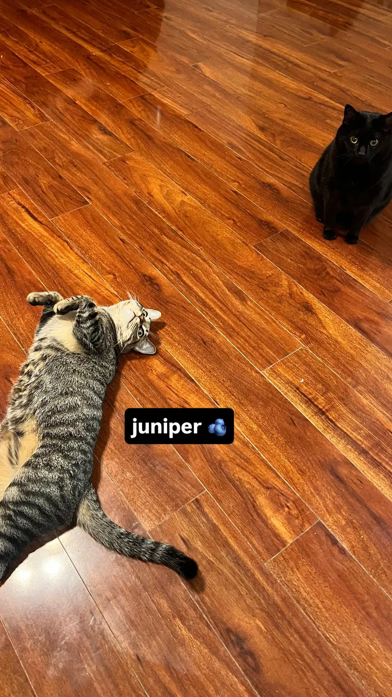 Juniper thumbnail 3