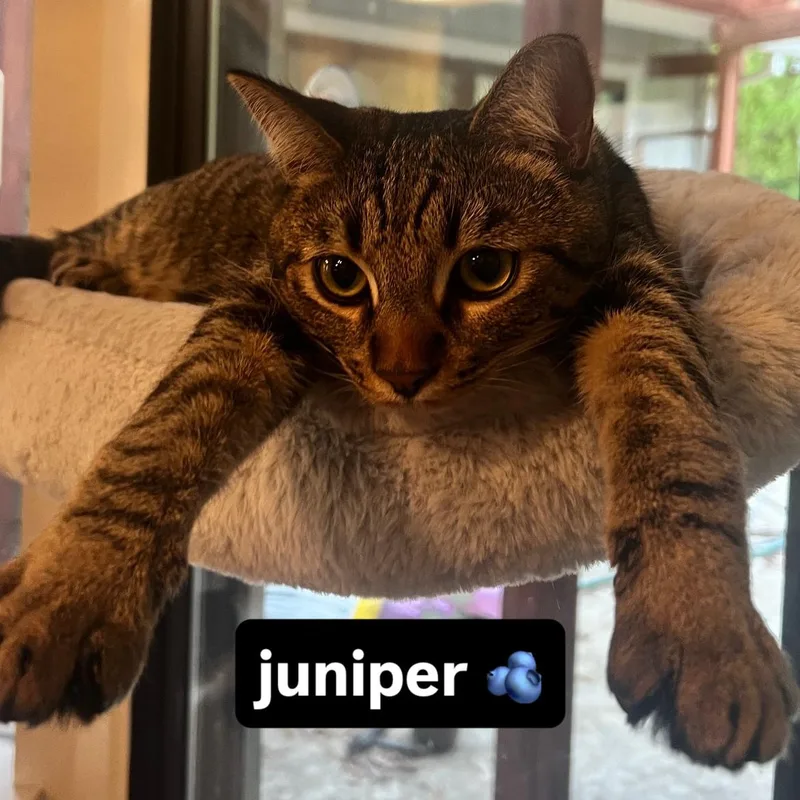 Juniper thumbnail 4