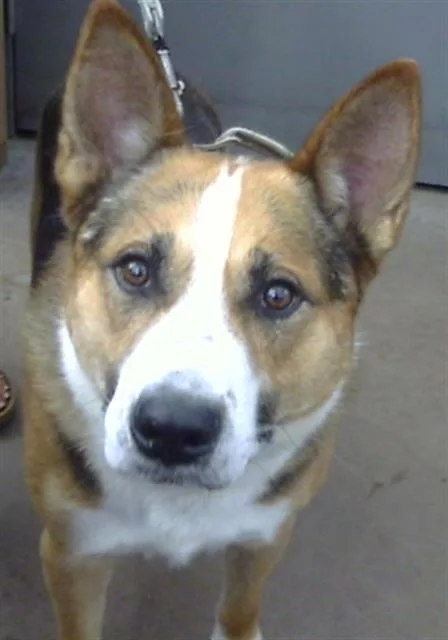 An adult large-sized male German Shepherd Dog dog named Oliver for adoption in Dallas, TX