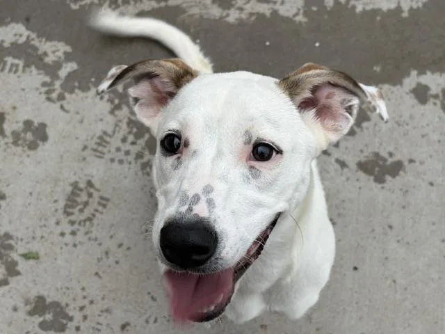 An adult large-sized female Labrador Retriever dog named Happy for adoption in Tulsa, OK