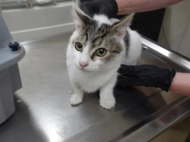 A young small-sized male Domestic Short Hair cat named Ranch for adoption in Santa Rosa, CA
