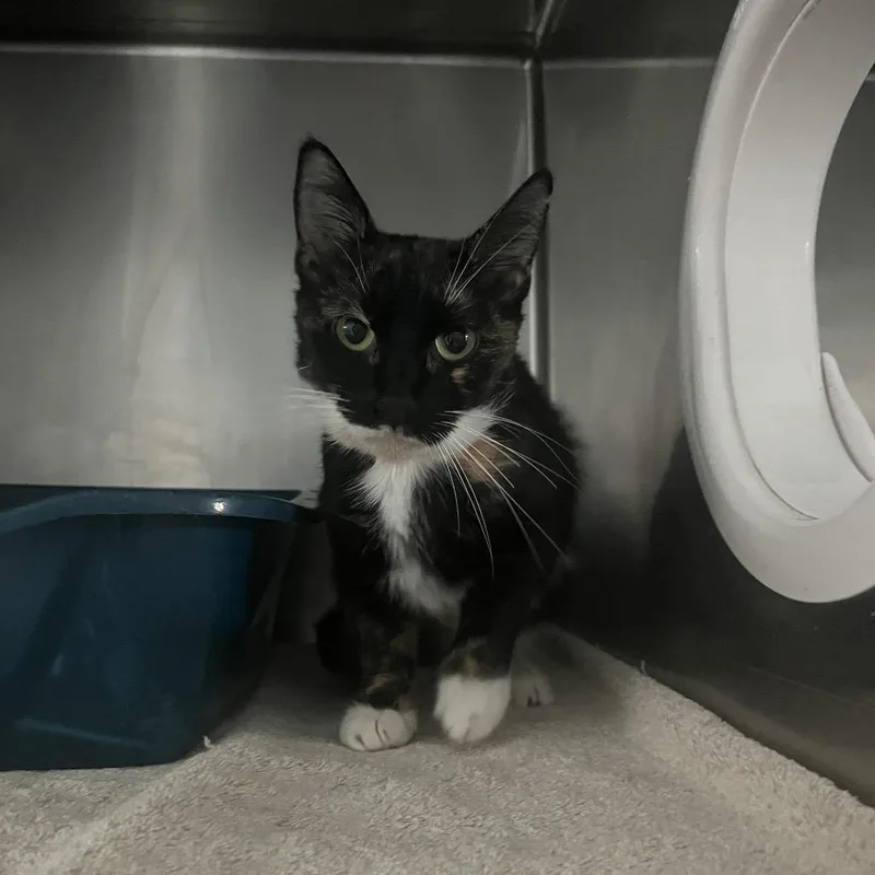 A young medium-sized female Orange / Red Domestic Short Hair cat named Jubilee for adoption in Lakeland, FL