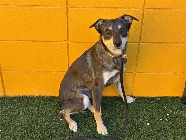 A young large-sized male German Shepherd Dog dog named Andy for adoption in Mesa, AZ