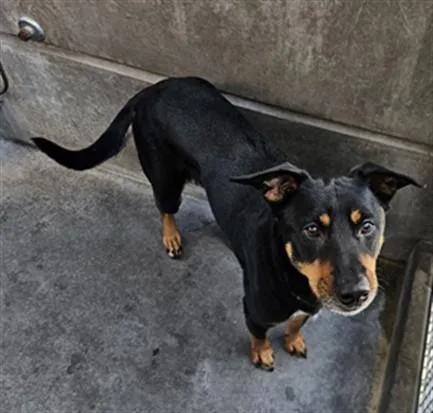 An adult medium-sized female Mixed Breed dog named Steven for adoption in Los Angeles, CA