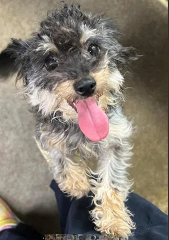 A young small-sized female Poodle dog named Daisy for adoption in San Martin, CA