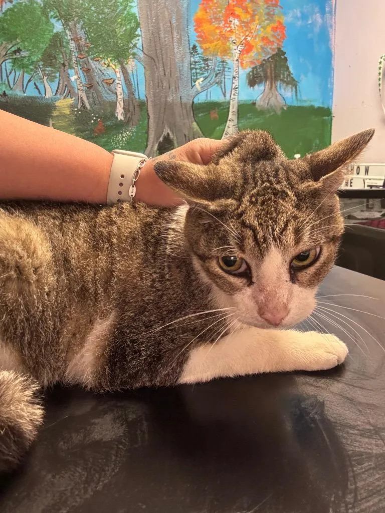 An adult large-sized male Domestic Short Hair cat named Gramps for adoption in New Braunfels, TX