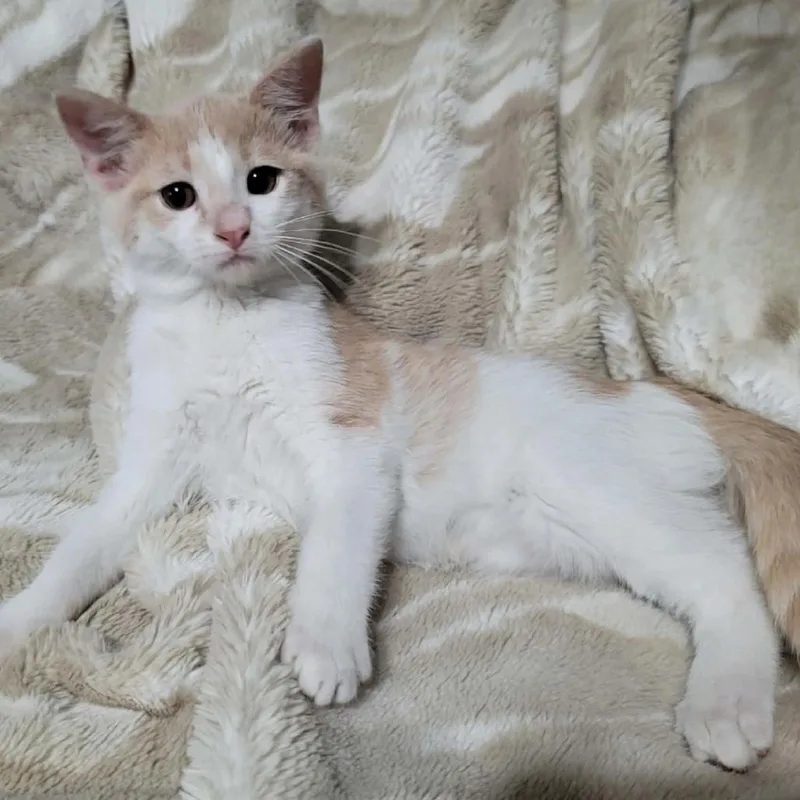A baby small-sized male White Domestic Short Hair cat named Ri Ri for adoption in DeKalb, IL