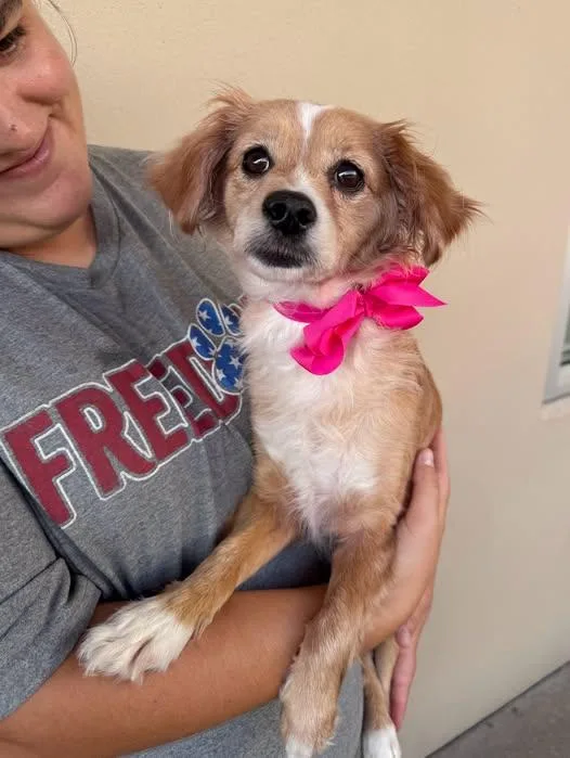 A young small-sized female Chihuahua dog named Parkng Ticket for adoption in McKinney, TX