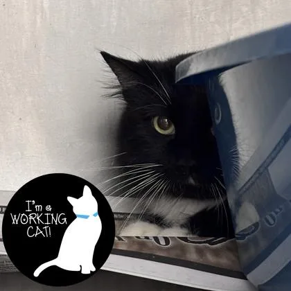 A young medium-sized male Domestic Medium Hair cat named Bender for adoption in Janesville, WI