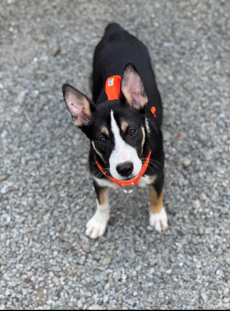 A young small-sized female Tricolor (Brown, Black, & White) Corgi dog named Kayli for adoption in Thompson, PA