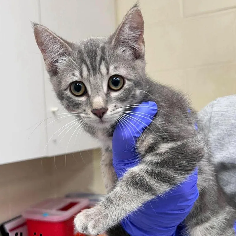 A baby small-sized female Gray / Blue / Silver Domestic Short Hair cat named Cadi for adoption in Bastrop, TX
