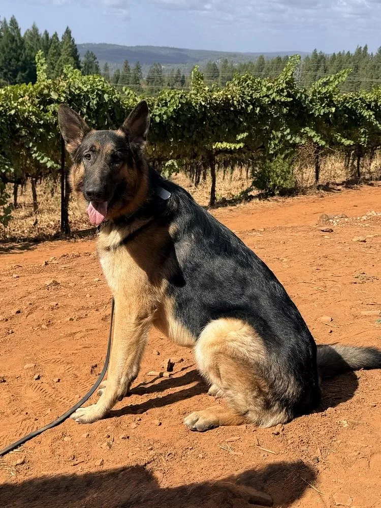 A young large-sized male German Shepherd Dog dog named Merrick for adoption in Shingle Springs, CA