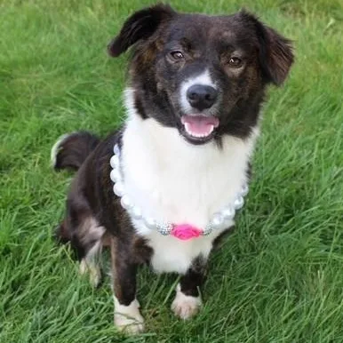 A baby medium-sized female Border Collie dog named Mila for adoption in Palatine, IL