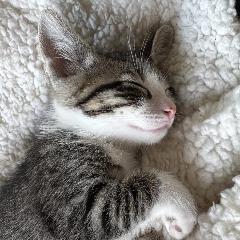 A baby small-sized male Gray / Blue / Silver Domestic Short Hair cat named Sesame for adoption in Point Richmond, CA