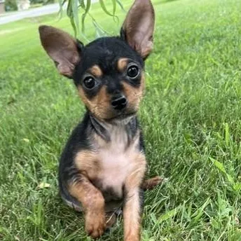 A baby small-sized male Black Chihuahua dog named Rolo for adoption in Riverside, IA