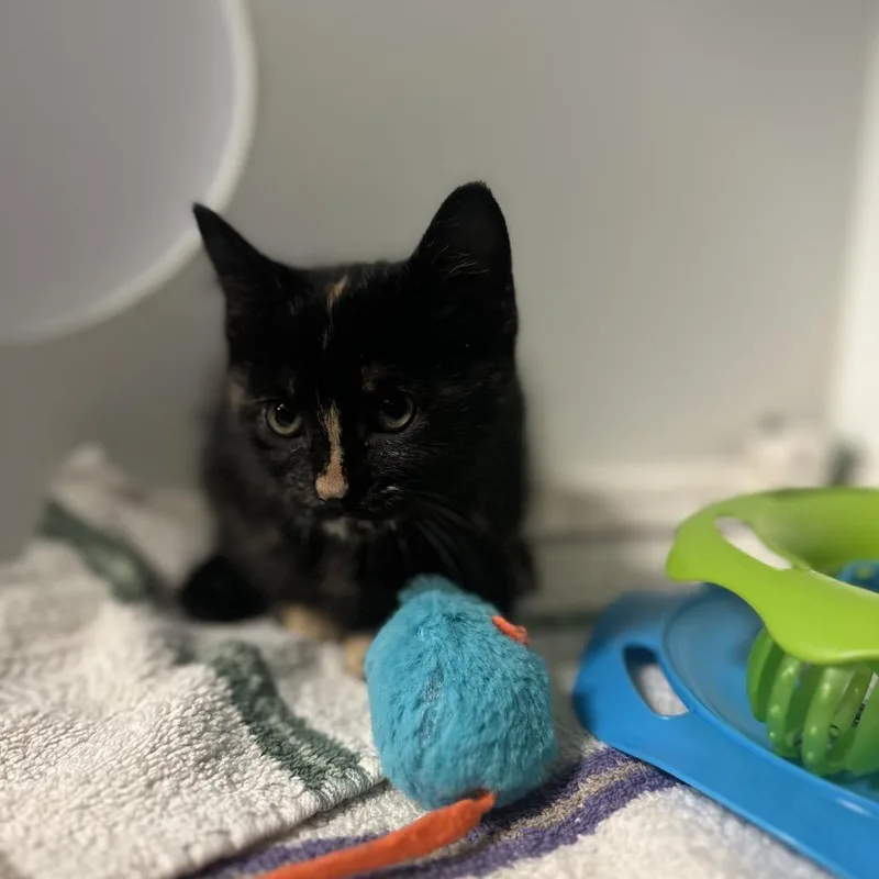 A young medium-sized female Tortoiseshell Domestic Short Hair cat named Chalupa for adoption in Clinton, IL