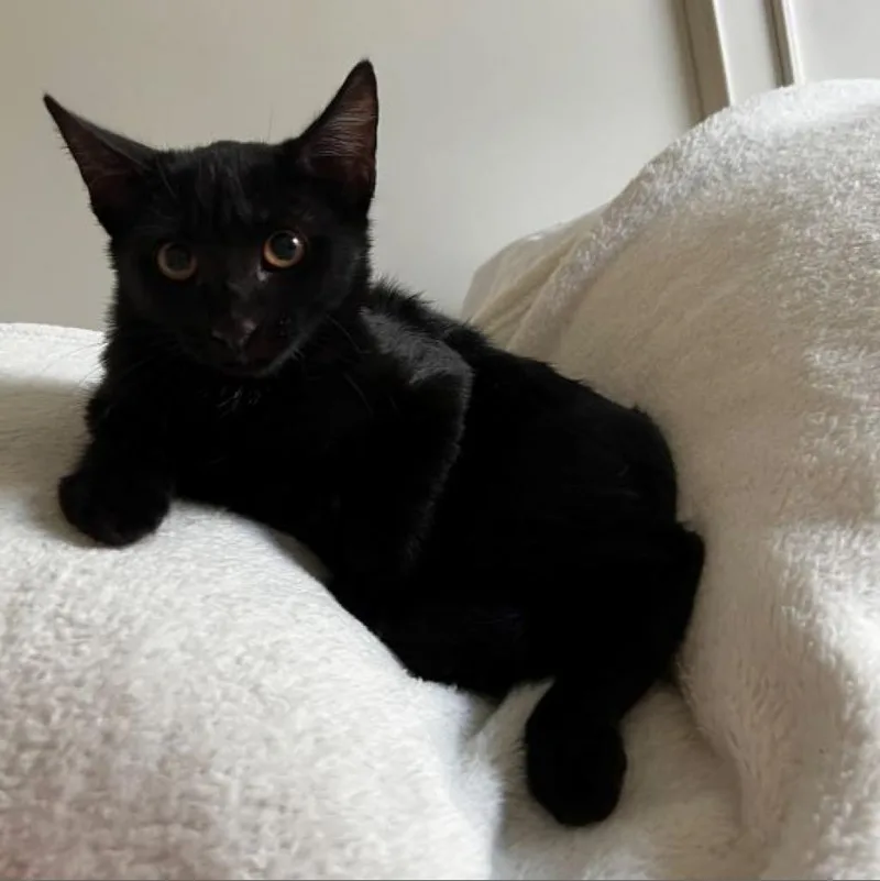 An adult large-sized male Black Domestic Short Hair cat named Obi for adoption in Houston, TX