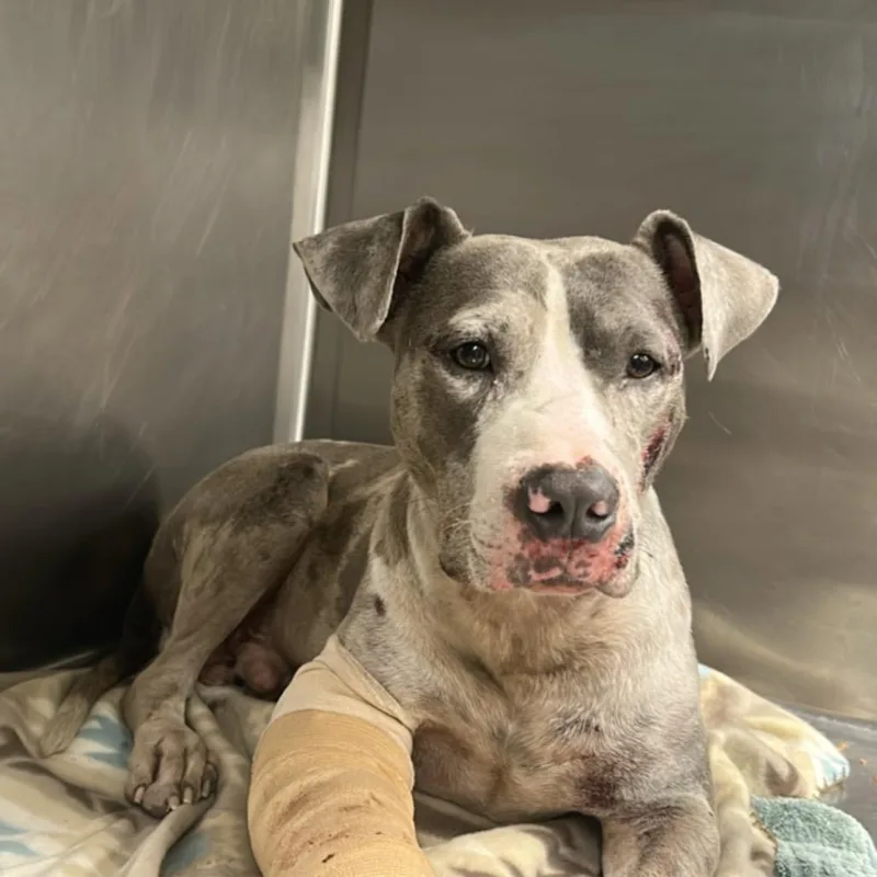 An adult large-sized male Gray / Blue / Silver Terrier dog named Udon Noodle for adoption in St. Louis, MO