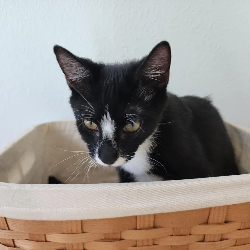 A young medium-sized female Domestic Short Hair cat named Annie for adoption in Williston, FL