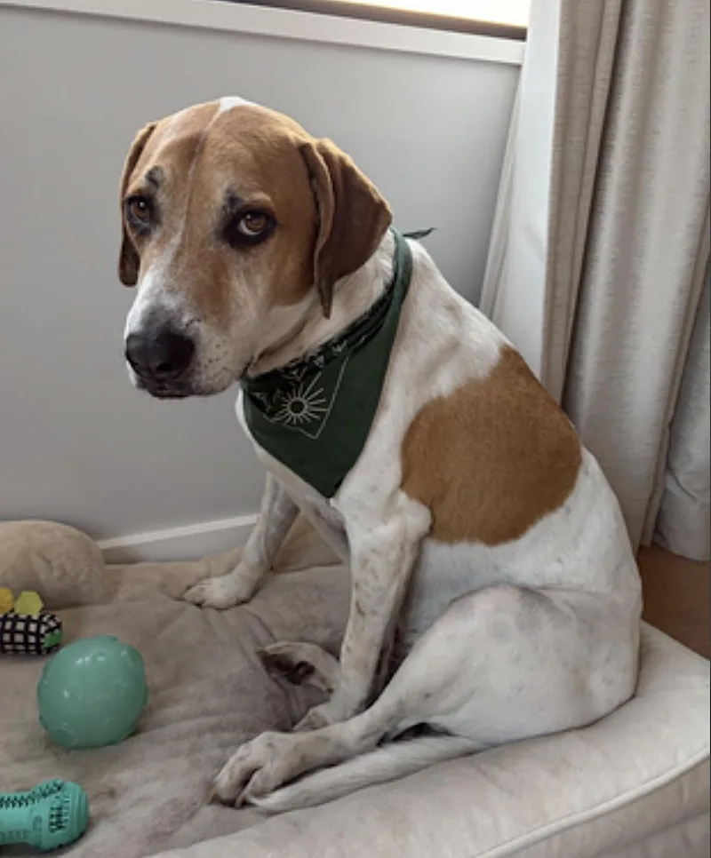 An adult large-sized male Beagle dog named Woody for adoption in Amherst, MA