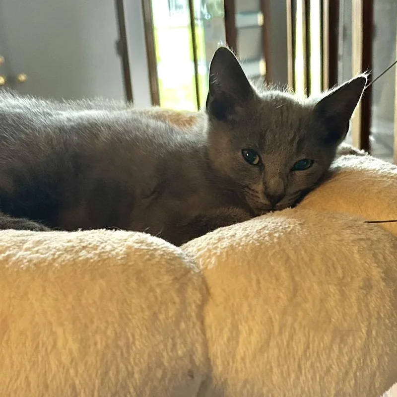 A baby small-sized male Gray / Blue / Silver Domestic Short Hair cat named Gorilla for adoption in Chattanooga, TN
