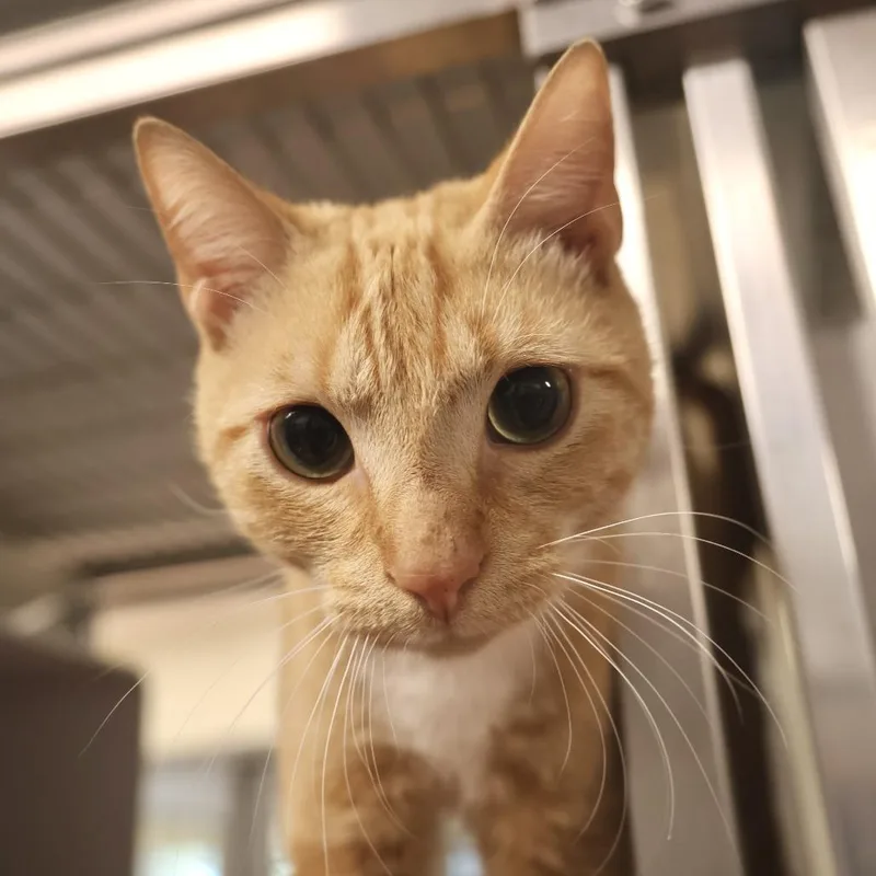 A young medium-sized male Orange / Red Domestic Short Hair cat named Giovanni for adoption in Briarcliff Manor, NY
