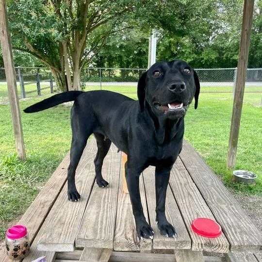 An adult medium-sized female Black Labrador Retriever dog named Lisa Frank for adoption in Carencro, LA