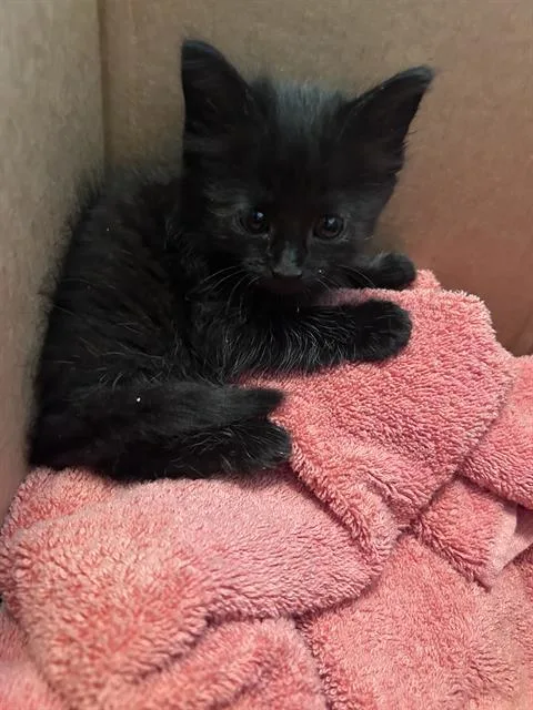 A baby small-sized female Domestic Medium Hair cat named Sage for adoption in Charlotte, NC