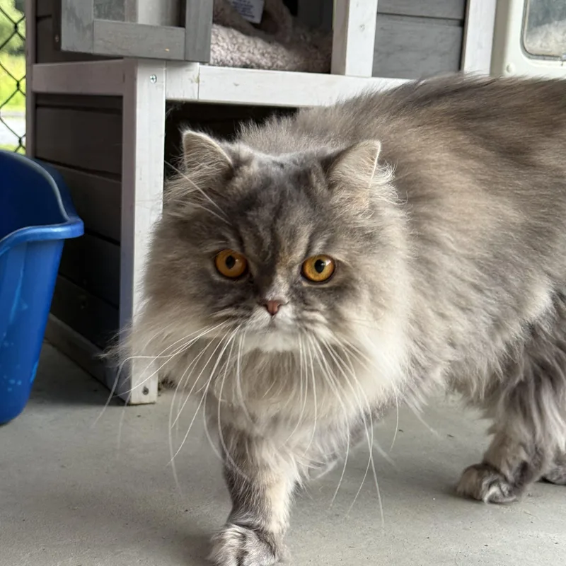 An adult medium-sized female Persian cat named Belle for adoption in Brownsville, VT