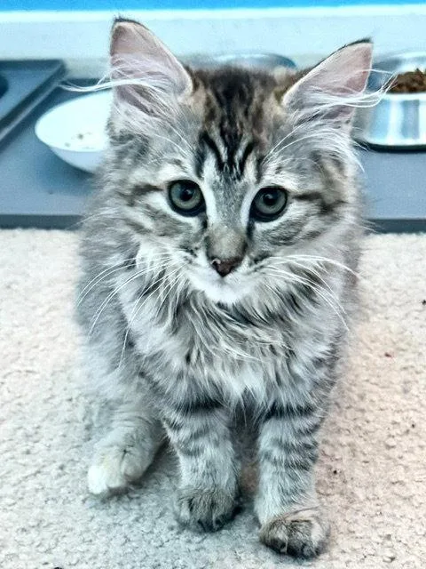 A baby medium-sized female Gray / Blue / Silver Domestic Long Hair cat named Cinder for adoption in Antioch, CA