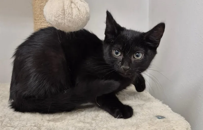 A baby small-sized male Black Domestic Short Hair cat named Chance for adoption in South Bend, IN