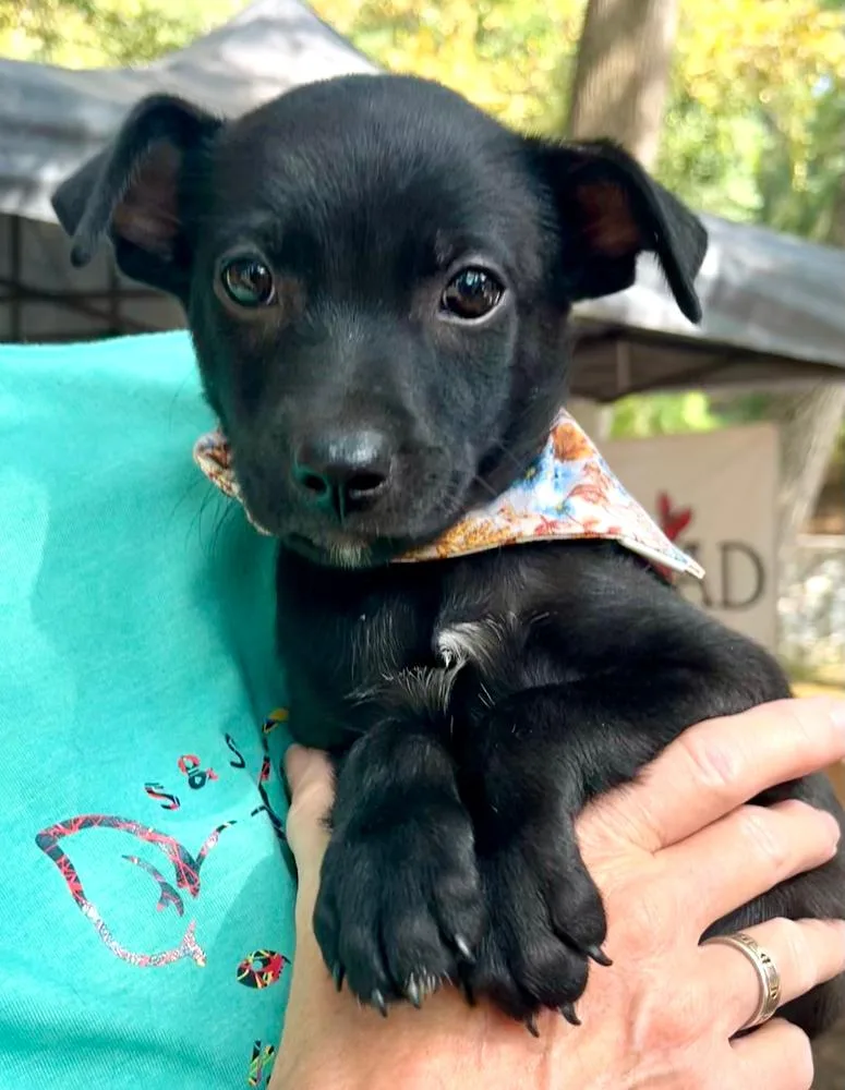 A baby small-sized female Black Chihuahua dog named Piper for adoption in Gillsville, GA