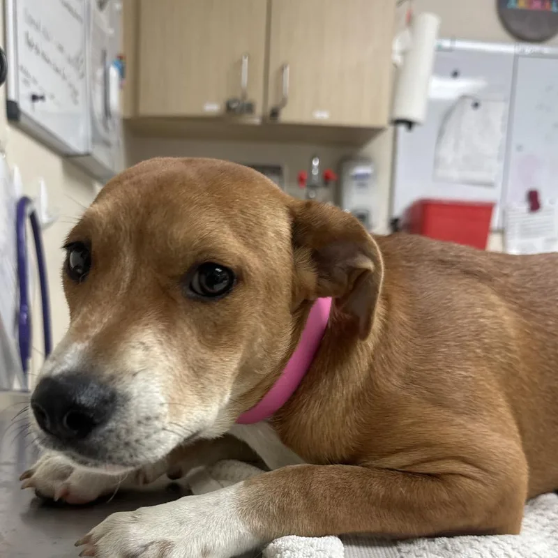 A baby medium-sized female Yellow / Tan / Blond / Fawn Basset Hound dog named Queen Charlotte for adoption in Lakeland, FL